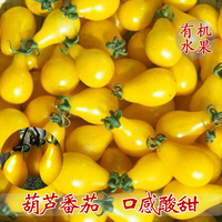 黄洋梨樱桃番茄种子果实梨型口感酸甜适合阳台盆栽种植