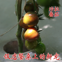 西红柿种子黑珍珠高品质黑色小番茄种子西红柿蔬果菜种子盆栽种植