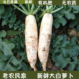 白萝卜可制白萝卜干农家自种新鲜蔬菜萝卜应季蔬菜白萝卜5斤包邮