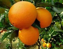 湖南特产脐橙纽荷尔橙10公斤装橙子农家甜橙手剥橙新鲜水果