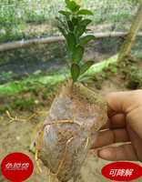 无纺布育苗袋种植园艺美值营养容器袋子移栽树木免脱袋 降解定制