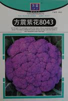 新品种紫花菜种子花椰菜有机蔬菜种子阳台庭院春秋种植花菜籽包邮
