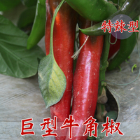 瑞盛元特大转红色牛角型辣椒种子尖椒种子丰产个大蔬菜种子
