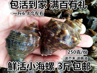 鲜活贝类野生小海螺鲜活海螺野生大海螺海螺鲜活海鲜贝类3斤包邮