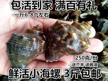 鲜活贝类野生小海螺鲜活海螺野生大海螺海螺鲜活海鲜贝类3斤包邮