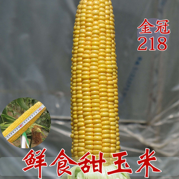 金冠218鲜食型玉米种子甜玉米种子适应地区广抗病强非转基因