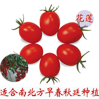 秋延品种花莲小番茄种子樱桃番茄种子西红柿种子家庭盆栽菜种子