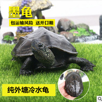 乌龟活体半墨 墨龟 草龟种  五年以上稳产公乌龟 外塘龟 中华草龟