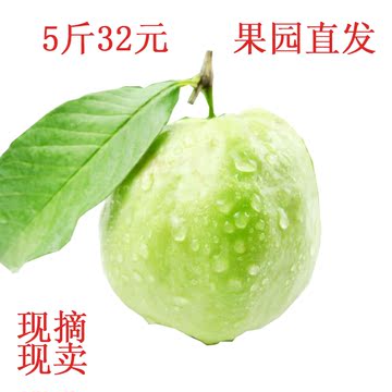 现摘现发原生态台湾珍珠番石榴热带芭乐5斤装孕妇水果包邮